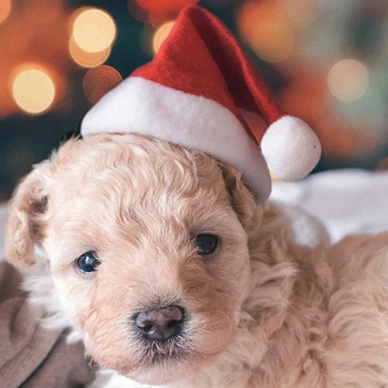 Chapeau de Noël pour chiens